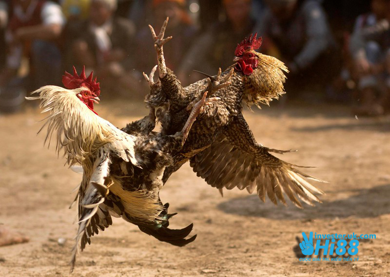 Đá Gà Hi88 – Trải Nghiệm Đá Gà Trực Tuyến Đỉnh Cao 2025