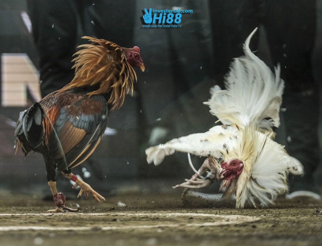 Đá Gà Hi88 – Trải Nghiệm Đá Gà Trực Tuyến Đỉnh Cao 2025